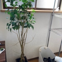 フェイクグリーン　観葉植物