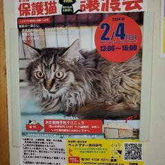 神村町で保護猫の譲渡会