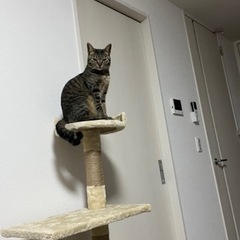 愛嬌たっぷりの猫ちゃんの里親募集 − 大分県