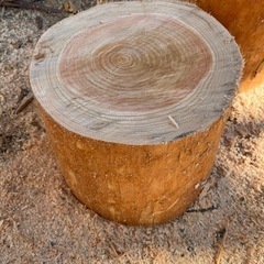 皮剥き　杉の木②