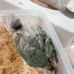 ウロコインコ ブルーシナモン