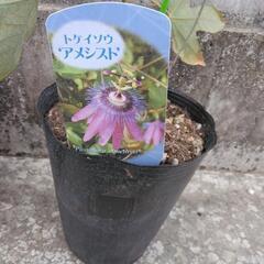 【開花中】トケイソウ　2種セット　アメシスト　カエルレア