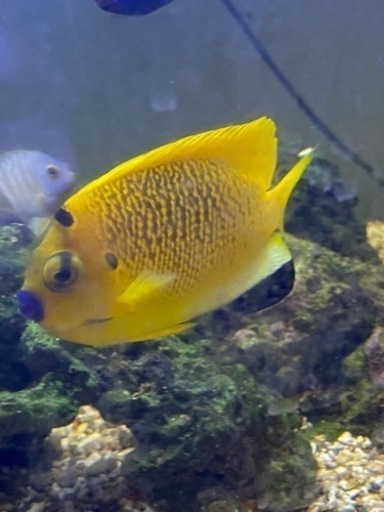 海水魚　シテンヤッコ　約10cm