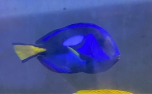 海水魚　ナンヨウハギ　15〜17cm