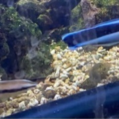 【ネット決済】海水魚　ペア　ホンソメワケベラ　約10cm