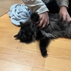 美しすぎる♡長毛猫スズリ − 埼玉県