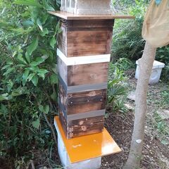 今年も、「日本ミツバチ養蜂箱づくり」講座を実施しまーす！