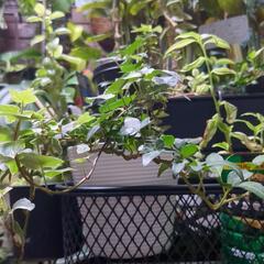 ヘデラ　つる性植物　3株　根付き