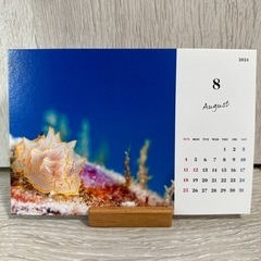 海の生き物　卓上カレンダー2024