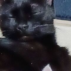 黒猫♂️１匹になりました。