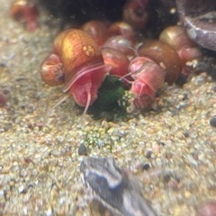 🐚レッドラムズホーン 沢山いてます🐚　　大阪市中央区④