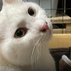 2歳くらい　甘えん坊なオス猫ちゃん − 福島県