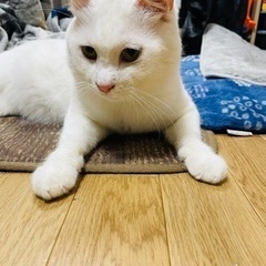 2歳くらい　甘えん坊なオス猫ちゃん - 須賀川市