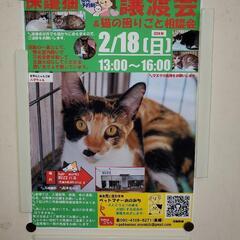 2月1８日保護猫の譲渡会