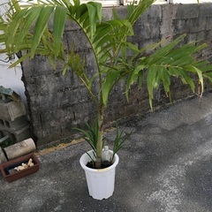 観葉植物　ビンロウヤシ　