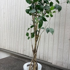 0円⭐︎造木⭐︎フェイクグリーン⭐︎人工植物⭐︎取りに来られる方...