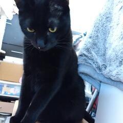 カギシッポの黒猫 - 猫