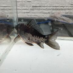 金魚⑥　銀鱗和金　明け２歳
