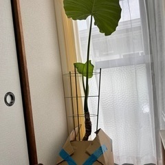 観葉植物 クワズイモ 