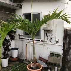 観葉植物　ビンロウヤシ　大型　230センチ