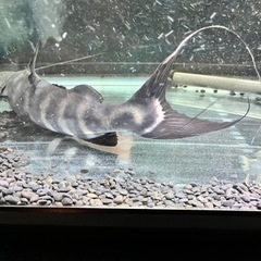 バンデットピラムターバ　値下げしました