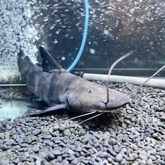 バンデットピラムターバ　値下げしました-【新品・未開封】Apple Watch SE - 40mmミッドナイト