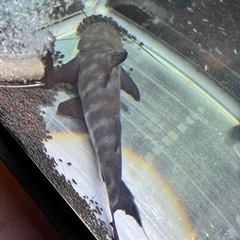 バンデットピラムターバ　値下げしました-【新品・未開封】Apple Watch SE - 40mmミッドナイト