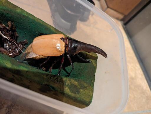 ヘラクレスオオカブト♂成虫　販売します