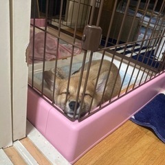 柴犬×コーギー ミックス犬 2ヶ月  - 犬