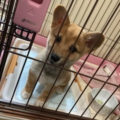 柴犬×コーギー ミックス犬 2ヶ月  − 千葉県
