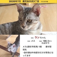 迷い猫探してます