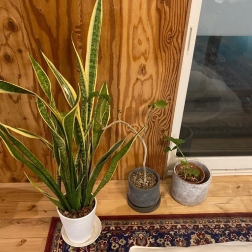 植物セット