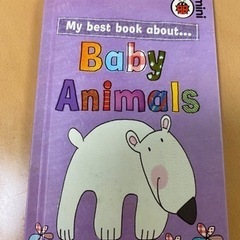 Baby Animals 英語の絵本