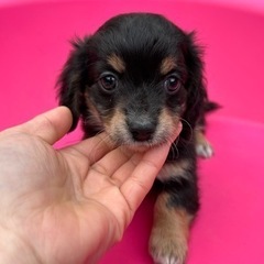 チワックス子犬🐶　格安❗️8万円