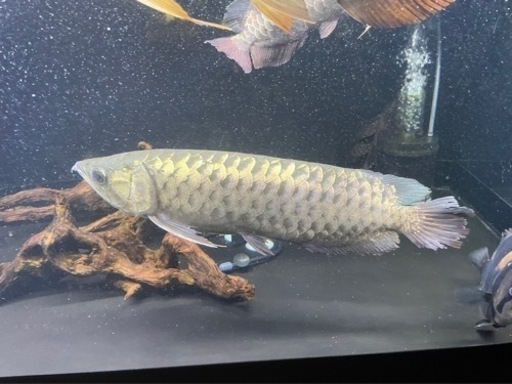熱帯魚
