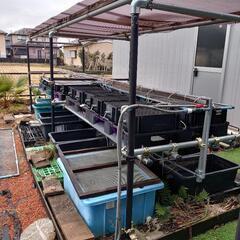 【値下げ】めだか飼育棚 5m