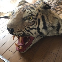 【ネット決済】虎の剥製