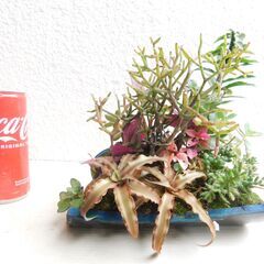 多肉植物寄せ植え