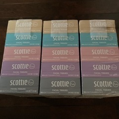 スコッティ　15箱