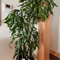 観葉植物2メートル　ドラセナドラド
