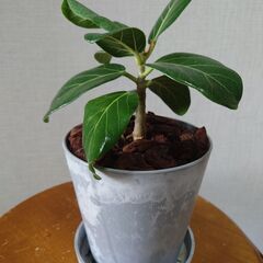 【お取引中】フィカスベンガレンシス 鉢植え