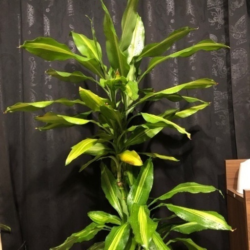観葉植物　ドラセナジェレ　ジェレ