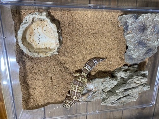 レオパ　飼育セット　爬虫類ケージ②