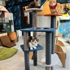 2/17(土)阿佐ヶ谷の保護猫カフェで「ネコのごはん講座」開催します！ - ワークショップ