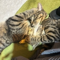 3/2(土)阿佐ヶ谷の保護猫カフェで「考えよう！猫と防災イベント」 − 東京都