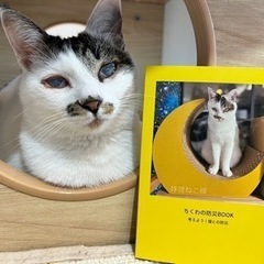 3/2(土)阿佐ヶ谷の保護猫カフェで「考えよう！猫と防災イベント」