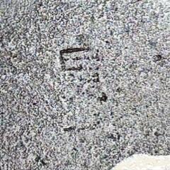 晃一】 牛乗り童子 子供 ブロンズ像 銅像 金属工芸 置物 動物 人 オブジェ