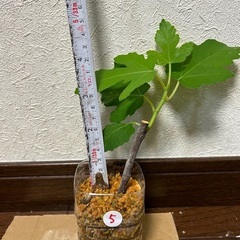 無農薬　いちぢく　挿し木苗⑤ 果樹苗