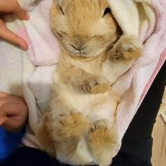 ミニうさぎ🐰の里親早急に募集中！ - その他