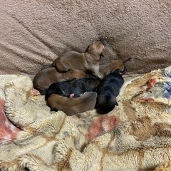 お家で産まれた6匹の犬達🥹